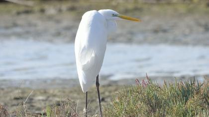 Büyük ak balıkçıl