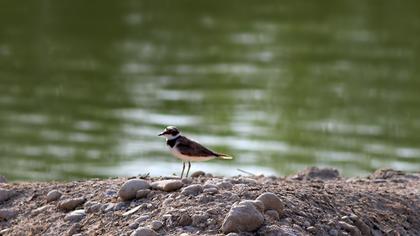 Halkalı küçük cılıbıt