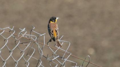 Karabaşlı kirazkuşu