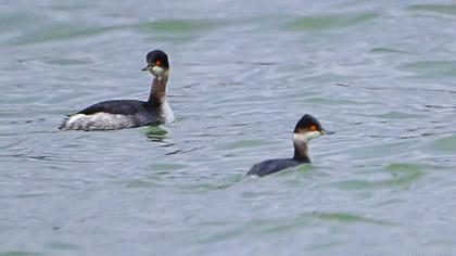 Karaboyunlu batağan