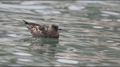 Kütkuyruklu korsanmartı