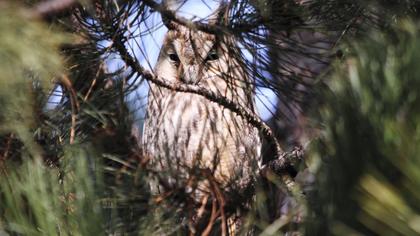 Kulaklı orman baykuşu