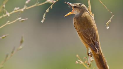 Great Reed Warbler