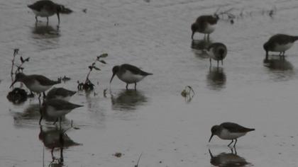 Karakarınlı kumkuşu