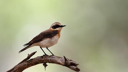 Karakulaklı kuyrukkakan