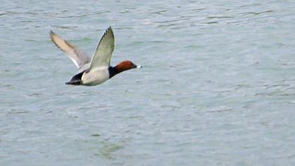 Common Pochard