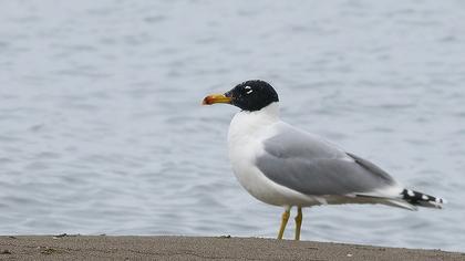 Büyük karabaş martı