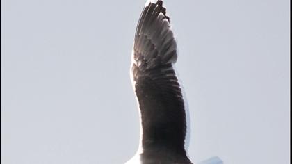 Büyük karasırtlı martı