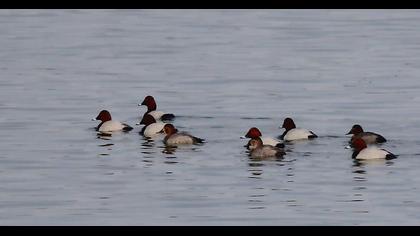 Common Pochard