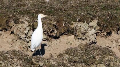 Sığır balıkçılı