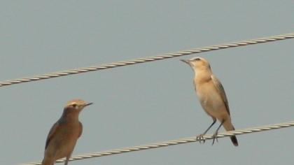 Isabelline Wheatear
