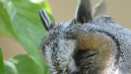 Long-eared Owl