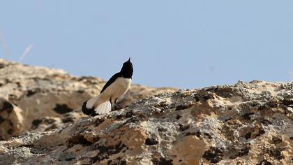 Finsch`s Wheatear