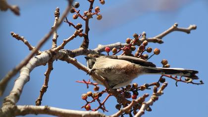 Uzunkuyruklu baştankara