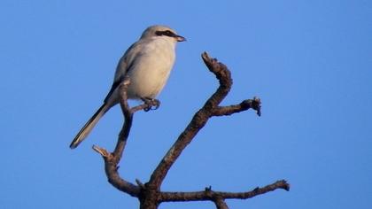 Büyük örümcekkuşu