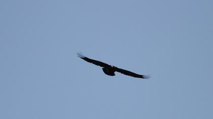 Northern Raven