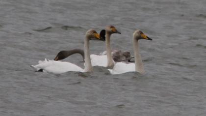 Whooper Swan