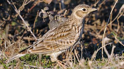 Eurasian Skylark