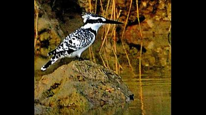 Alaca yalıçapkını