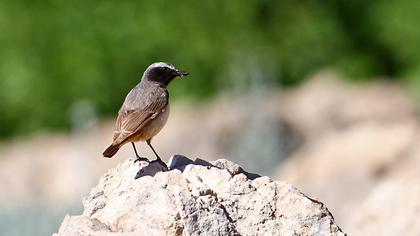 Kızılca kuyrukkakan