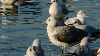 Küçük gümüş martı