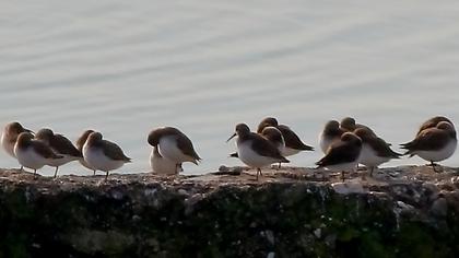 Karakarınlı kumkuşu