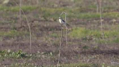 Büyük örümcekkuşu