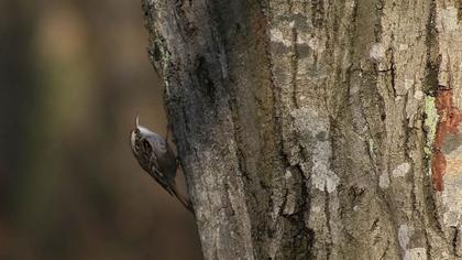 Bahçe tırmaşıkkuşu