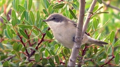 Küçük akgerdanlı ötleğen