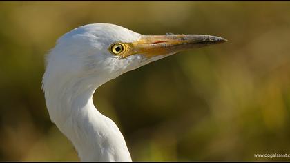 Sığır balıkçılı