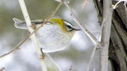 Sürmeli çalıkuşu