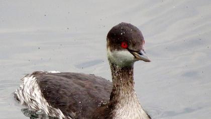 Karaboyunlu batağan