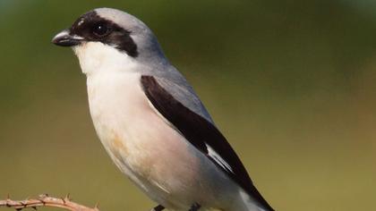 Karaalınlı örümcekkuşu
