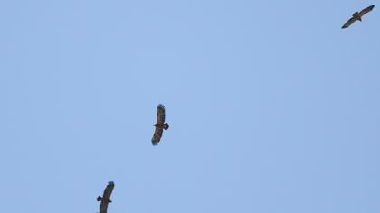 Küçük orman kartalı