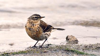 Water Pipit