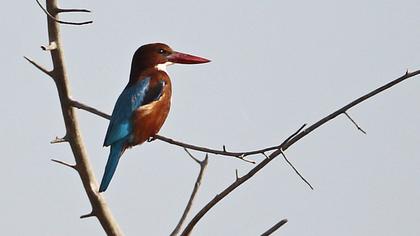İzmir yalıçapkını