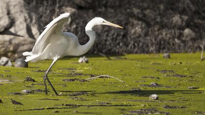 Büyük ak balıkçıl