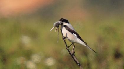 Karaalınlı örümcekkuşu
