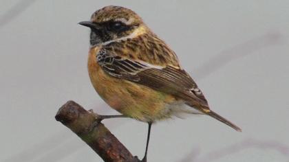 European Stonechat