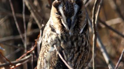 Kulaklı orman baykuşu