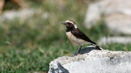 Kıbrıs kuyrukkakanı