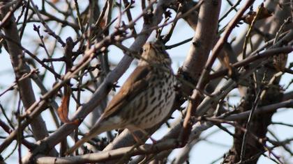 Song Thrush
