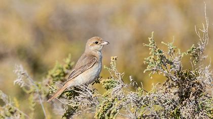 Kızılkuyruklu örümcekkuşu
