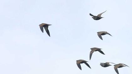 Black-bellied Sandgrouse