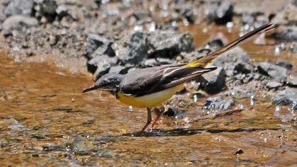 Dağ kuyruksallayanı