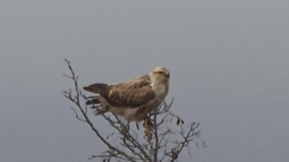 Long-legged Buzzard