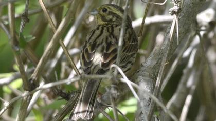 Cirl Bunting