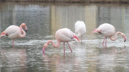 Greater Flamingo