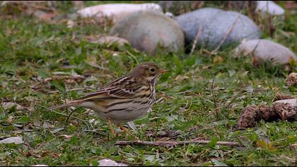 Meadow Pipit