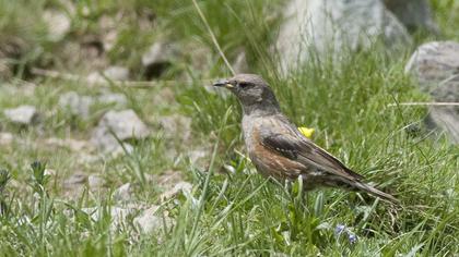 Büyük dağbülbülü